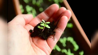 Aus kleinen Pflänzchen etwas Großes machen: Der GBV freut sich auf viel Resonanz für seine Aktion „Gemeinsam säen, gemeinsam tauschen”. (Foto: GBV)