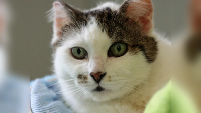 Auch die Vierbeiner sind immer mal wieder auf einen Besuch beim Tierarzt angewiesen. (Foto: dek)