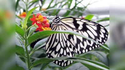 Jeden Winter füllt der Botanische Garten München-Nymphenburg eines seiner Gewächshäuser mit über 400 tropischen Schmetterlingen.  (Foto: Rita Verma)