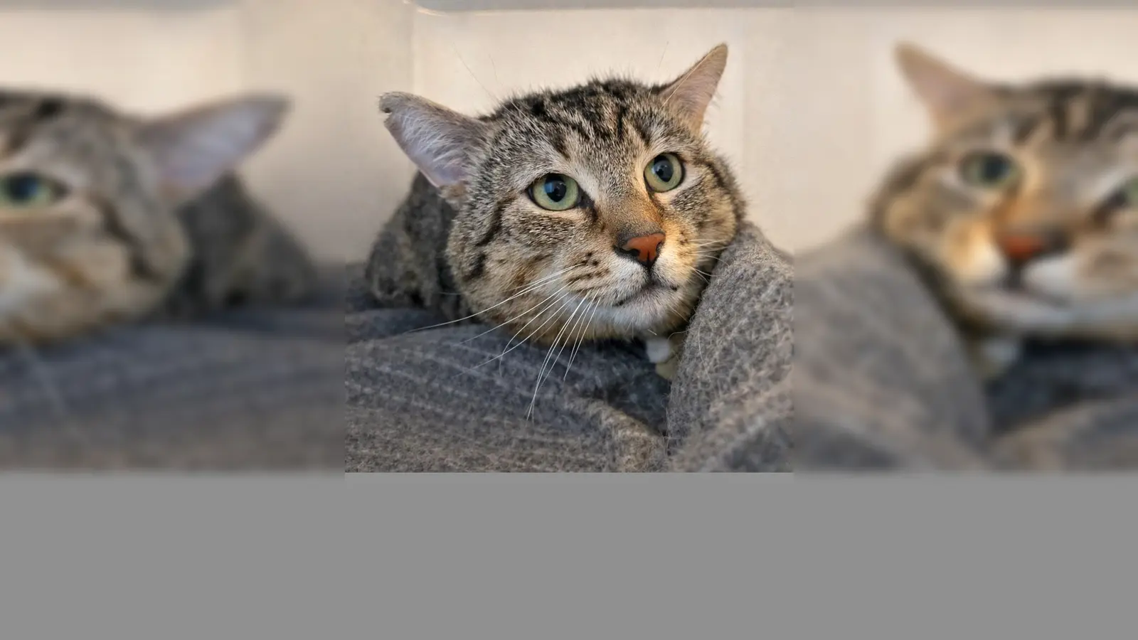 Kater Babo. (Foto: Tierheim Riem)