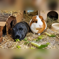 Der rot-weiße, bereits kastrierte Bock The Rock und die schwarzbraune Meerschweinchen-Dame Colli sind freundliche und angenehme kleine Persönlichkeiten. Menschen begegnen sie derzeit noch etwas schüchtern und zurückhaltend.  (Foto: Tierheim Riem)
