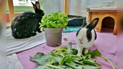 Die beiden Kaninchen “Queeny” (weiß-schwarz) und „Schorschi” (schwarz) sind beide Anfang 2022 geboren. (Foto: Tierheim Riem)