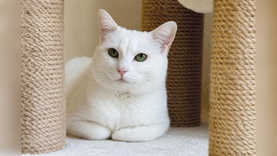 Die Katze Pfu ist eine kleine Diva, oft verschmust, aber auch mal bissig. (Foto: Tierheim Riem)