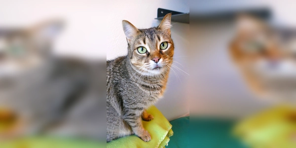 Sucuk ist eine Europäisch Kurzhaar Katze. (Foto: Tierheim Riem)