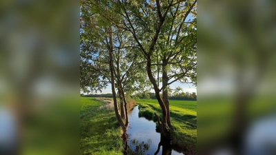 Bei einer Führung am 19. Juni erfährt man Vieles rund um den Hachinger Bach. (Foto: Pascale Kollwitz-Jarnac)