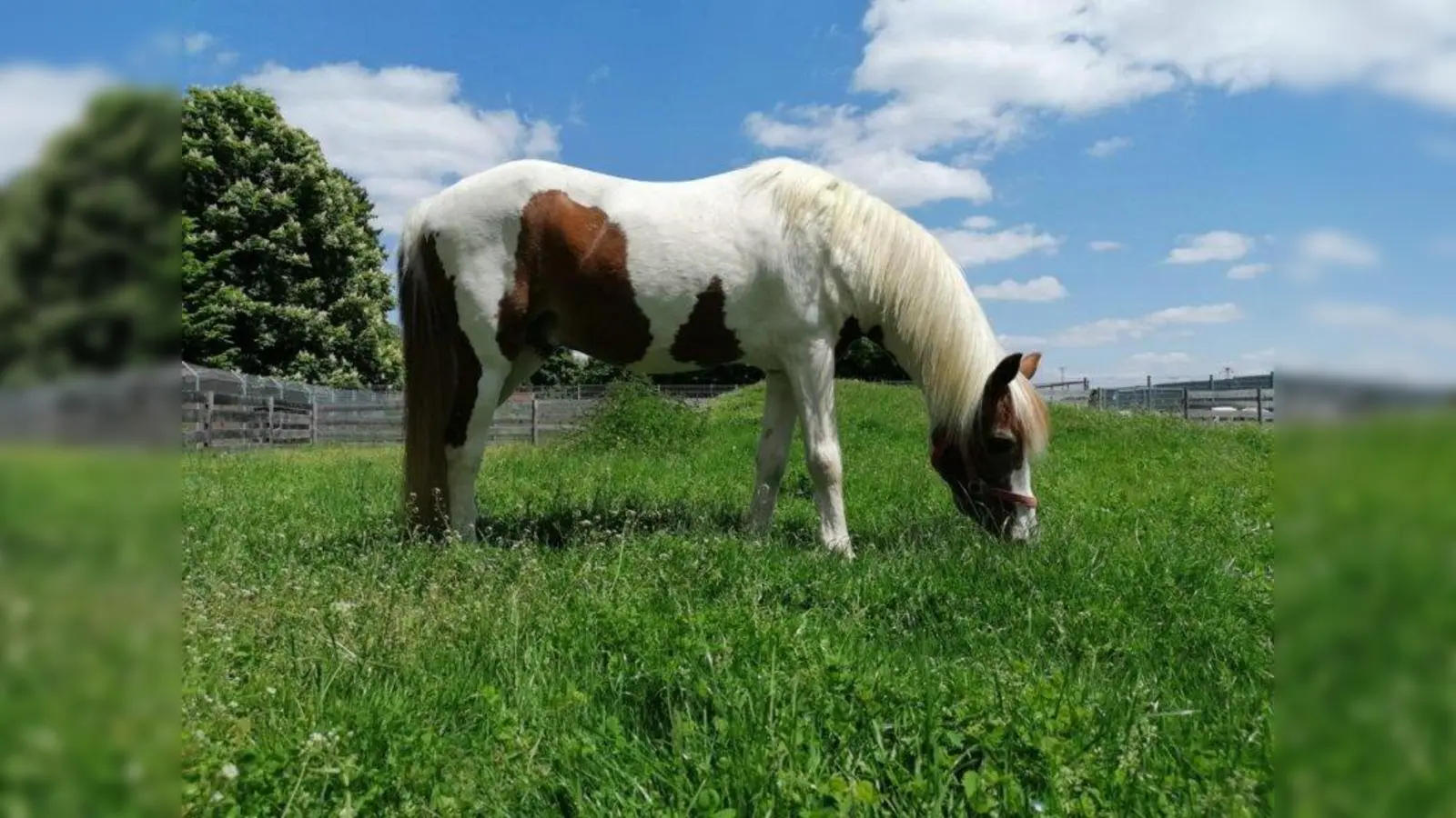 Apache hat ein Stockmaß von 142 cm. (Foto: Tierheim München)