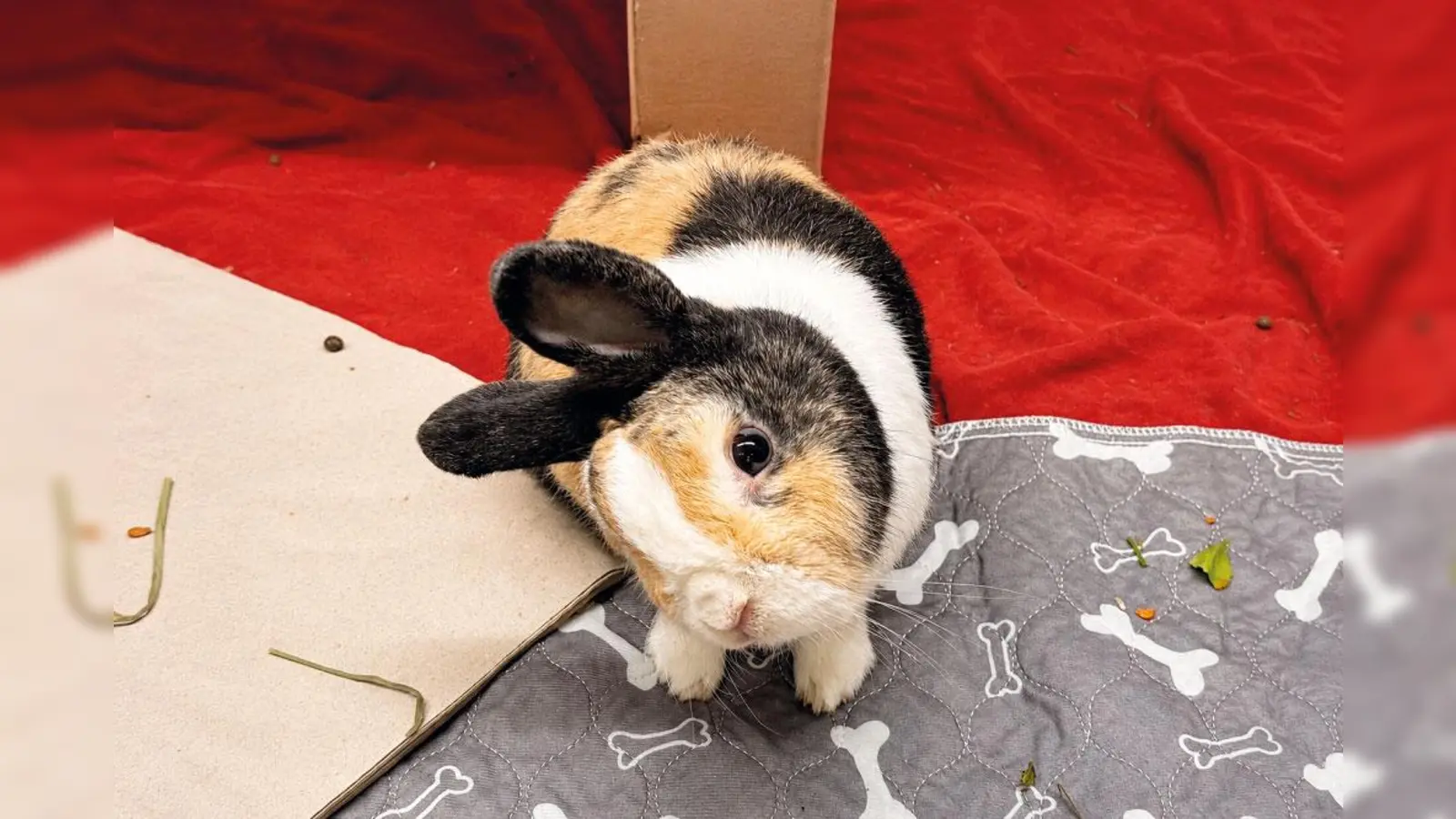 Bilbo ist ein zutrauliches und neugieriges Kaninchen. (Foto: Tierheim Riem)