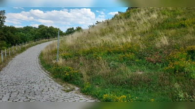 Erklärschilder sollen künftig darüber informieren, was auf den Wildblumenwiesen wächst. (Foto: Beatrix Köber)