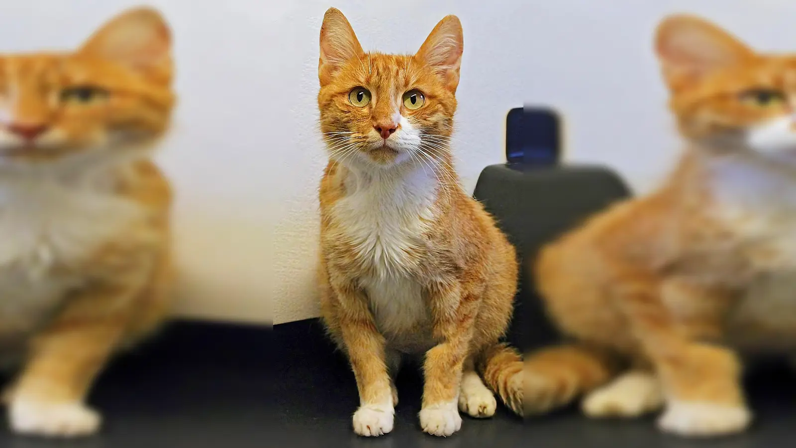 Simba ist ein zutraulicher, verschmuster Kater. (Foto: Tierheim Riem)