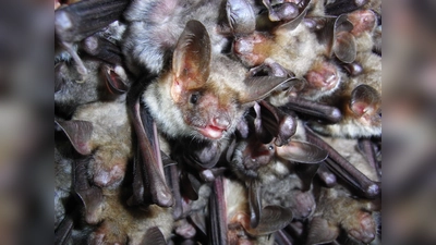  Das Große Mausohr, gehört zu den lichtmeidenden Fledermausarten. Für ihren Schutz will sich der Bund Naturschutz im Landkreis Ebersberg einsetzen. (Foto: Andreas Zahn)