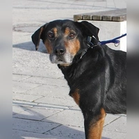 Jagdhund-Mix Rüde Capper. (Foto: Tierheim Riem)