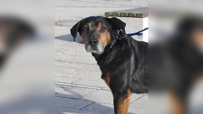 Jagdhund-Mix Rüde Capper. (Foto: Tierheim Riem)