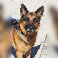 Deutscher Schäferhund Milou. (Foto: Tierheim Riem)