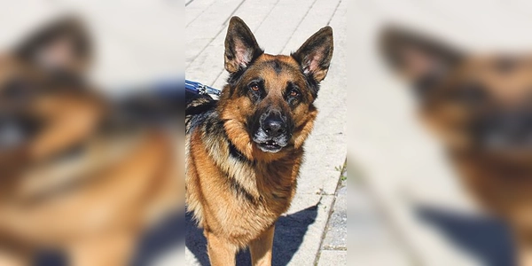 Deutscher Schäferhund Milou. (Foto: Tierheim Riem)