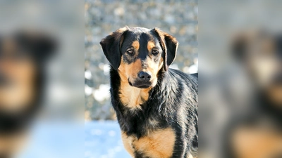 Mischlingshündin Bella. (Foto: Tierheim Riem)