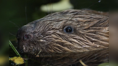 Der Biber ist in Bayern weit verbreitet und wegen seiner Wasserbauten nicht immer gern gesehen. (Foto: Berit Arendt)