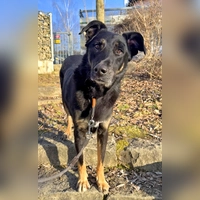 Mischlingsrüde Balu. (Foto: Tierheim Riem)