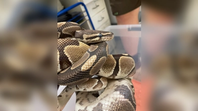 Am 8. Juli wurden in der Pertisaustraße 15 zwei Königspythons ausgesetzt (Foto: Auffangstation für Reptilien, München e.V.)