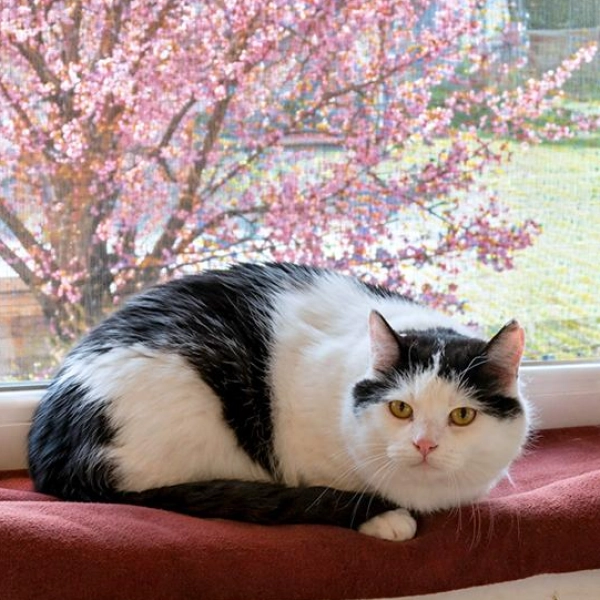 Sassi sucht ein ruhiges Zuhause ohne Kinder. (Foto: Tierheim Riem)