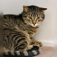Wastl ist ein europäisch Kurzhaar Kater. (Foto: Tierheim Riem)