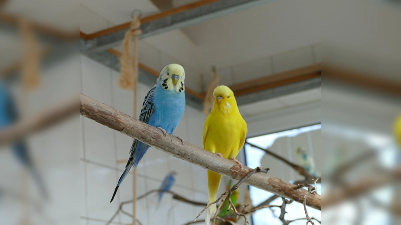Merlinchen und Jane (Foto: Tierheim Riem)