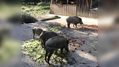 Immer um 16 Uhr kann man der Fütterung der Wildschweine beiwohnen. Ein Spaß für Jung und Alt. (Foto: hw)
