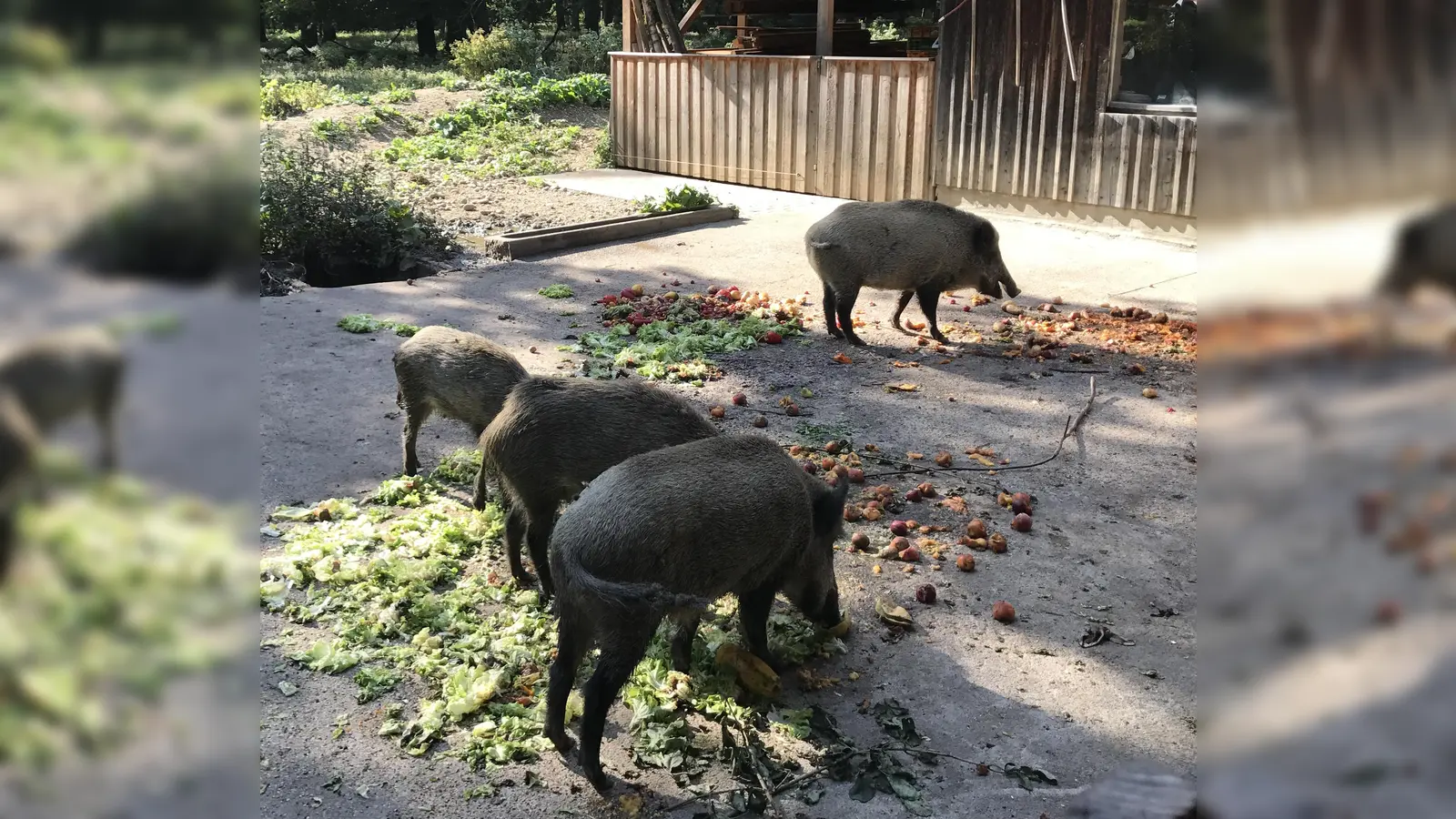Immer um 16 Uhr kann man der Fütterung der Wildschweine beiwohnen. Ein Spaß für Jung und Alt. (Foto: hw)