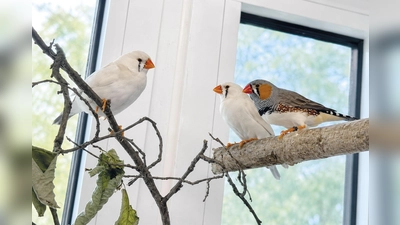 Zebrafinken sind lebhafte, soziale Tiere und sollten niemals allein gehalten werden. (Foto: Tierheim Riem)