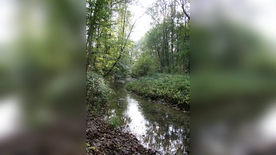 Im Sumpf nahe des Aubachs ist ein Bub beim Spielen stecken geblieben. (Symbolbild: Bjs, CC BY 3.0)