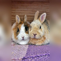 Zwergkaninchen Rosalinde und Kralli. (Foto: Tierheim Riem)