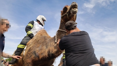 Mit Motorradhelm und in Uniform: Die Feuerwehr veranstaltete das umstrittene Rennen. (Foto: Animal Rebellion)
