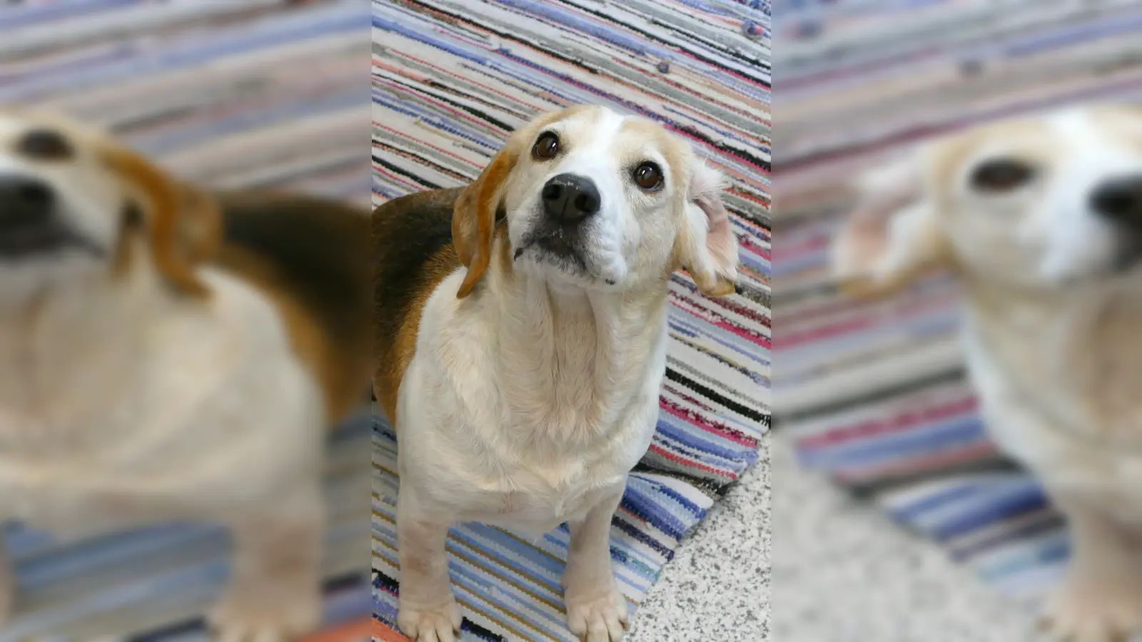 Hündin Babsi. (Foto: Tierheim Riem)