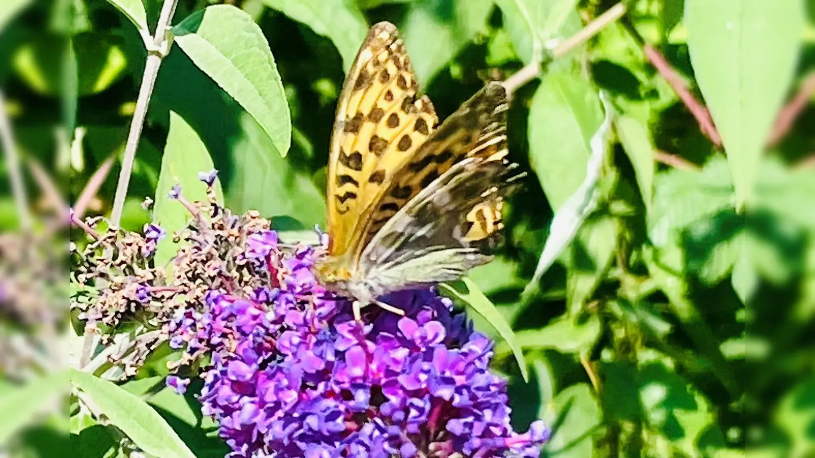 Kinder und Jugendliche sind wieder dazu aufgerufen, mit wachen Augen durch die bayerische Natur zu gehen und schöne Motive festzuhalten. Dass das gar nicht so schwer ist, zeigt dieses Bild. Es wurde spontan mit einem Handy aufgenommen. (Foto: bb)
