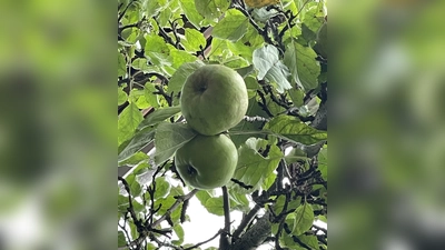 Ab Ende August läuft die Obstpresse des Vereins für Gartenbau und Landespflege wieder.  (Foto: pst)