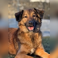 Leo ist ein charakterstarker Mischlingsrüde. (Foto: Tierheim Riem)