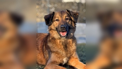 Leo ist ein charakterstarker Mischlingsrüde. (Foto: Tierheim Riem)