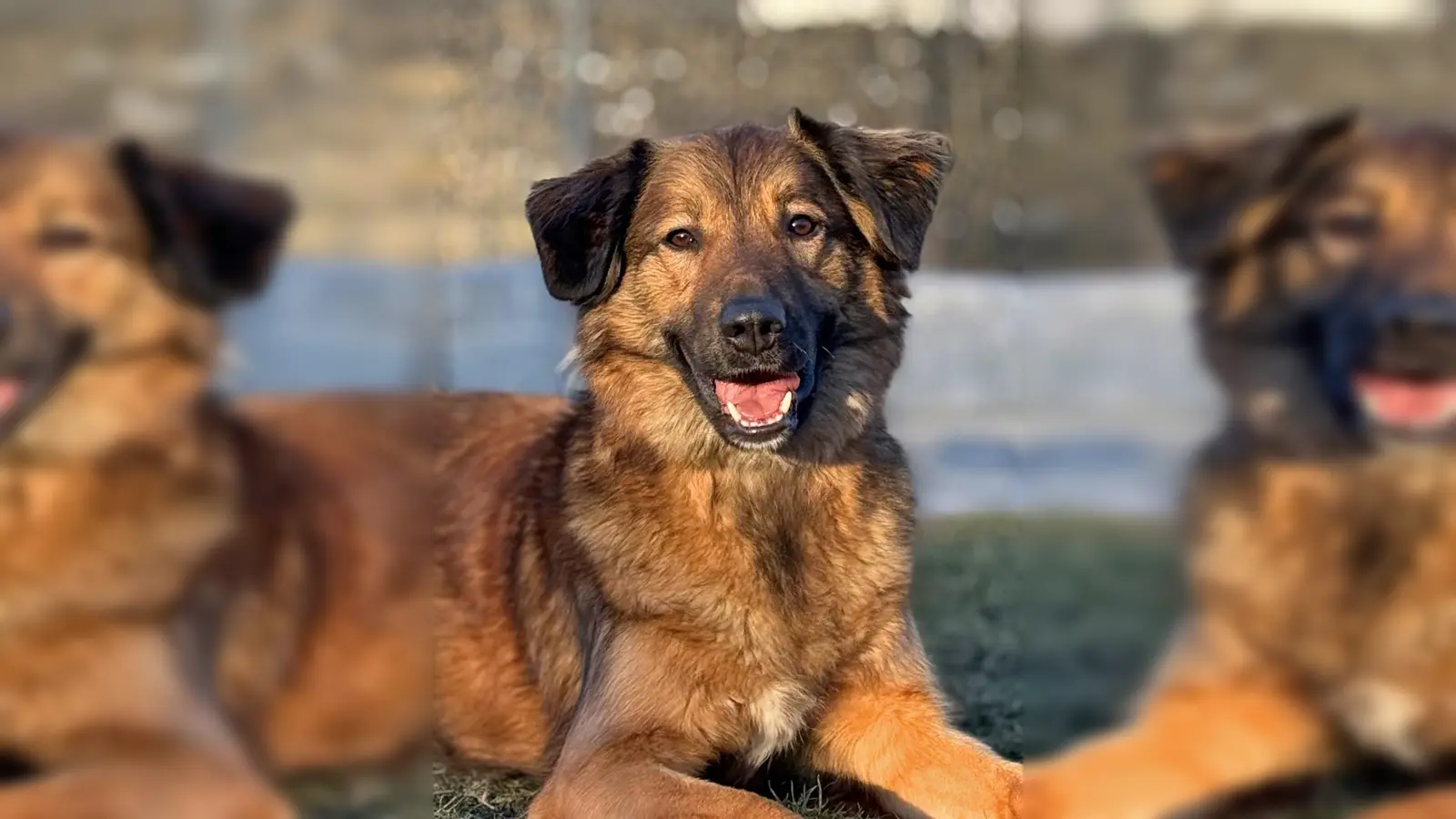 Leo ist ein charakterstarker Mischlingsrüde. (Foto: Tierheim Riem)