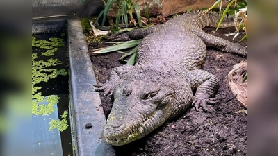 Das Beulenkrokodil gehört zu den größten Krokodilarten der Welt und kann bis zu 6 Meter lang werden. Dieses Exemplar wurde zuvor in einer Kleingartenanlage gehalten. (Foto: Auffangstation für Reptilien, München e.V.)