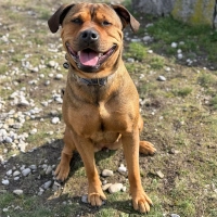 Akira beherrscht die Grundkommandos und orientiert sich gut am Menschen, wenn sie eine klare und verlässliche Führung erhält. (Foto: Tierheim Riem)