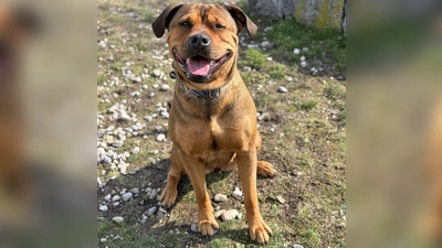 Akira beherrscht die Grundkommandos und orientiert sich gut am Menschen, wenn sie eine klare und verlässliche Führung erhält. (Foto: Tierheim Riem)