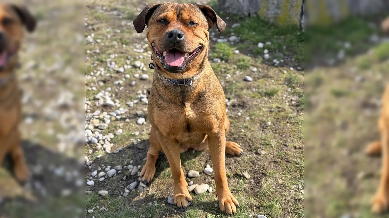 Akira beherrscht die Grundkommandos und orientiert sich gut am Menschen, wenn sie eine klare und verlässliche Führung erhält. (Foto: Tierheim Riem)