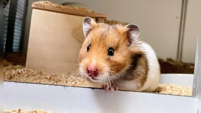 Goldhamstermädchen Penny wartet neben zwölf anderen Hamstern im Tierheim München auf ihr neues Zuhause. (Foto: Tierschutzverein München e.V.)