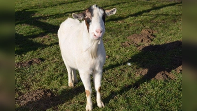 Ein Ort voller Leben: Raum zur Genesung und Entfaltung bietet der Gnadenhof des Tierschutzvereins München. (Foto: eis)