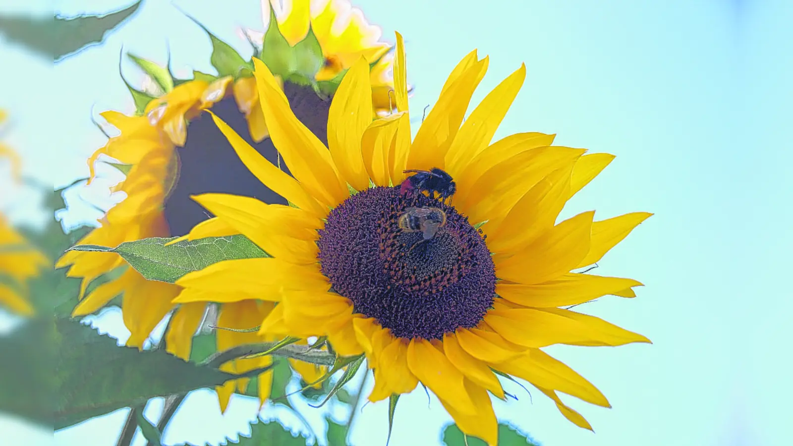 Die Große Kreisstadt bietet Bienen und Insekten einen vielfältigen Lebensraum an. (Foto: lsc)