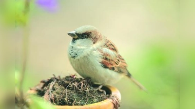 Bei der „Stunde der Gartenvögel” am häufigsten beobachtet: Der Haussperling. (Foto: NABU)