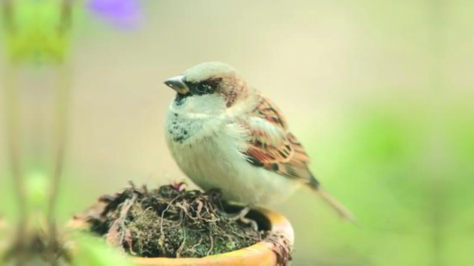 Bei der „Stunde der Gartenvögel” am häufigsten beobachtet: Der Haussperling. (Foto: NABU)