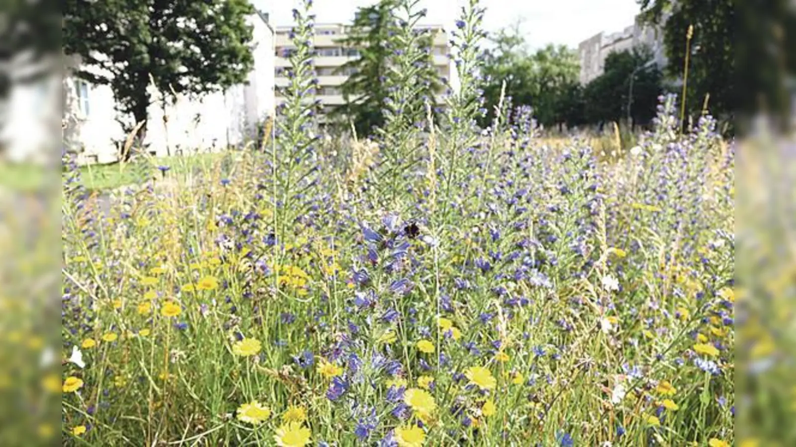 Die Wildblumenwiese in Obergiesing an der Ecke Fockensteinstraße/Perlacher Straße.	 (Foto: Dr. Heinz Sedlmeier)