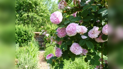 Gartenimpressionen aus dem Ökologischen Bildungszentrum. (Foto: Frauke Feuss)