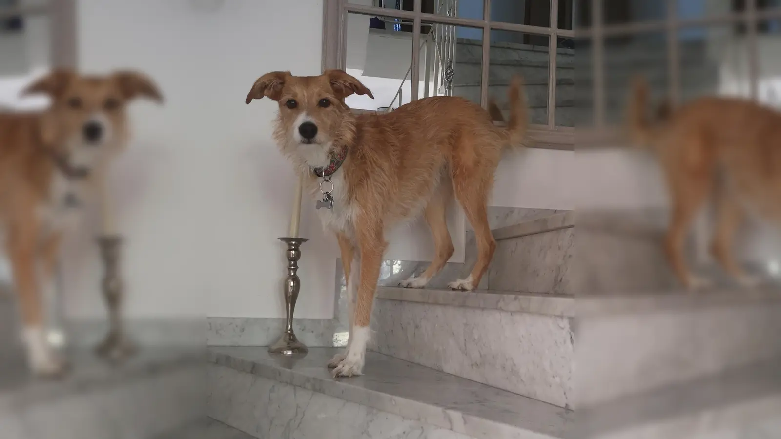 Kristin Dicenta sucht verzweifelt ihren Hund Leni. (Foto: Privat)