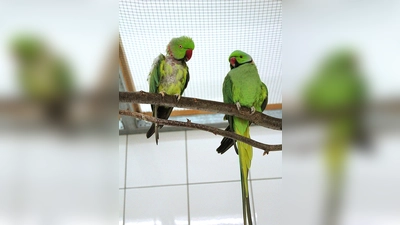 Bingo und Achmed haben sich hier bei uns kennen und lieben gelernt und möchten unbedingt zusammen bleiben. (Foto: Tierheim Riem)